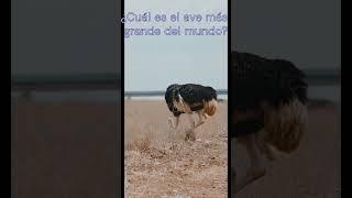 El ave más grande del mundo #animals #viral #animales #youtubeshorts #shortvideo