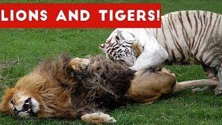 Funny Lion and Tiger Videos Weekly Compilation 2017 | Funny Pet Videos