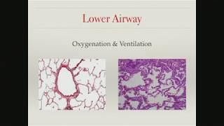 Avoiding Pediatric Airway Panic: Advanced Pediatric Airway Management