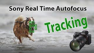 Sony Autofocus Realtime Tracking AF: A7R IV, A7R III A7 III & IV, A6100, A6400, A6600, A9, A9 II, A1