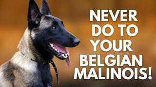 5 Things You Must Never Do to Your Belgian Malinois