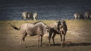 Blue Wildebeest Anatomy: Designed for the Migration