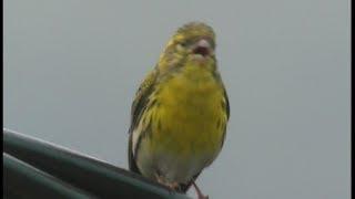 Serin cini - European Serin  - Girlitz-  ( Serinus serinus )