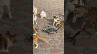 Curious Kitties Swipe at Drone || ViralHog