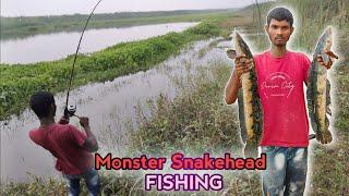 Big Snakehead fishing video | Aaj Badi Badi Snakehead Ka Shikar Kiya #snakeheadfishing #froglure