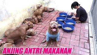 DISIPLIN BANGET ! ANJING PITBULL NGAK MAKAN SEBELUM DIIZINKAN  | DOG VIDEOS #hewiepitbull