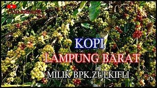 Potensi Perkebunan Kopi Lampung Barat Milik Bpk Zulkifli Luar Biasa