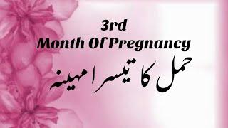 3rd Month Of Pregnancy || Third Month Of Pregnancy Information | Symptoms Of 3rd Month Of Pregnancy