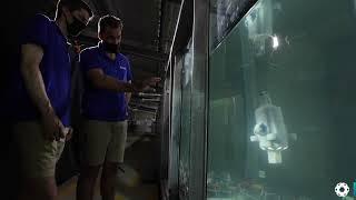 Autonomous underwater robot Hydrus, deployed in UWA wave flume tank