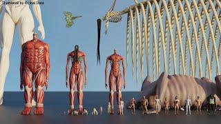 Attack on Titan Size Comparison 3D 2024 | Biggest Titans in Attack on Titan in Perspective