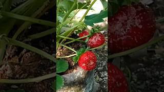 Harvesting Strawberry #yooragardentips #strawberry #shortvideo #short #picking #