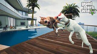 BABALARIN KAPIŞMASI! BEYAZ PİTBULL JACK VS PİTBULL ODİN! - GTA 5