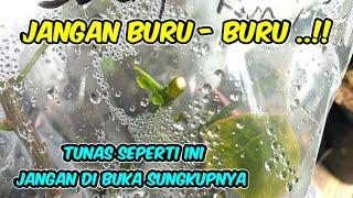 ciri ciri tunas bougenville yg sudah bisa di buka sungkup