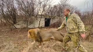 Этот очень агрессивный лев НАБРОСИЛСЯ  на своего хозяина! Сплошной адреналин!