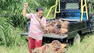 panen sawit bersama istri tercinta bahagianya ppks dumpy 31 bulan