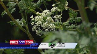 Highly poisonous plant spreading throughout US: How to recognize and get rid of it