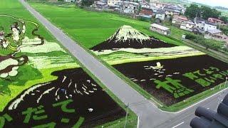 Japanese farmers turn rice fields into paintings