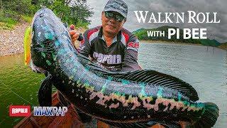 Giant Snakehead Hunting - Rapala MaxRap Walk'N Roll in Thailand