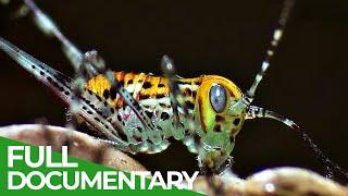 Tiny Titans - The Fascinating World of Insects | Free Documentary Nature