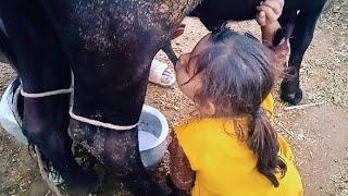 small girl drinking cow  milk