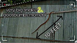 LARGEST SNAKE  10-FEET | REAL ENCOUNTER | goosebumps moment