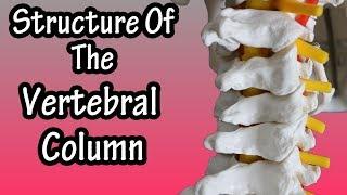 Structure Of The Vertebral Column - Functions Of The Spine - Bones Of The Vertebrae