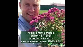 Спирея Энтони Ватерер