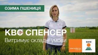 Озима пшениця КВС СПЕНСЕР. Витримує складні умови! | КВС-УКРАЇНА