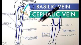 Superficial Veins of Upper Limb - Basilic & Cephalic veins | Anatomy Tutorial