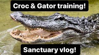 Croc & gator training + sanctuary vlog!