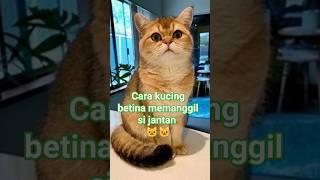 #kucing Suara kucing betina memanggil kucing jantan  #cute #cutebaby #animals #cutecat #cat