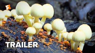 Fantastic Fungi Trailer #1 (2019) | Movieclips Indie