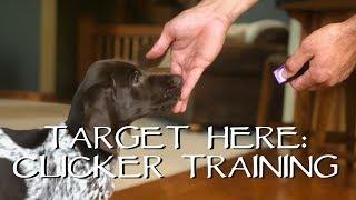 Clicker Train Your Puppy - Target Here - Upland Bird Dog Training