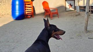 #doberman #rotwieler #dogowner #rotwelier #petowner #erupan doberman dog official vopari