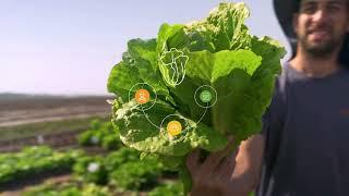 Hazera Lettuce | Promotional video