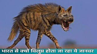 Interesting facts related to hyena, India's most man-eating and scary predatory animal. Amazing Facts About Hyena