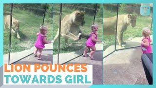 Lion Creeps Up On Toddler And Pounces At Zoo