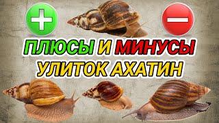 Улитки ахатины - плюсы и минусы. Улитки как домашние животные