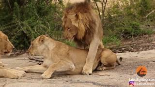 Awkward! Three male lions take turns mating with lioness