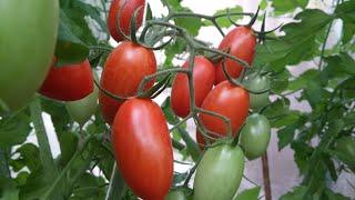 Обязательная подкормка томатов во время цветения и плодоношения для увеличения завязей и урожая