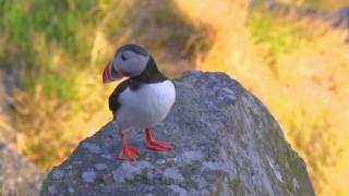 Beautiful Atlantic Puffin 4k