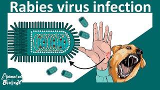 Rabies Virus | Hydrophobia  and Rabies virus | viral replication, symptoms and diagnosis of Rabies.