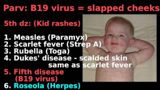 Microbio: Viruses DNA | smallpox, herpes, hepadena, parvo, pap smear