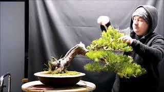 pinus cembra Bonsai...#bonsai #bonsaiart #bonsaiartist #bonsaitree #bonsaiworld #bonsailife