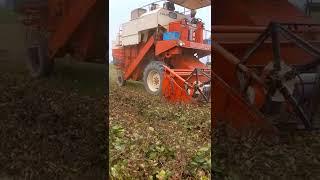 moong ki harvesting machine #moung #agriculture #farming #kheti #moog #rtf #realtechfarming