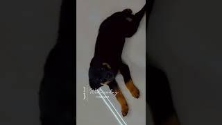 #shorts #rottweilerpuppy #rottweiler #puppy #dog #whiskey #trending #viral #reels