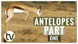 Antelope and their Habitats: A closer look at Kudu, Springbok, Impala, Blesbok and Red Hartebeest
