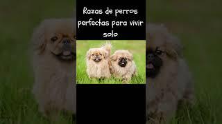 Razas de perros perfectas para vivir solo #viral #dog #dogs #perros #mascotas #shortvideo #shorts