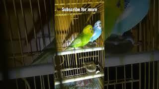 budgie birds real tone #trending #viral #budgielove #shorts #birds #love #budgiebirds #budgies