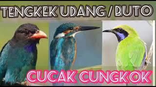 Cucak Congkok Tengkek Buto Tengkek Udang Gacor Masteran Pilihan